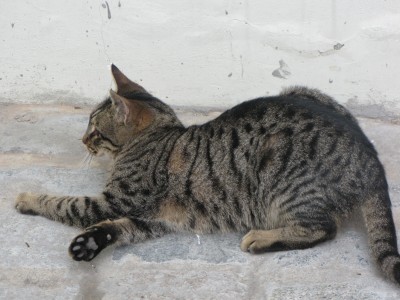 HagiaSophiaExtCat2