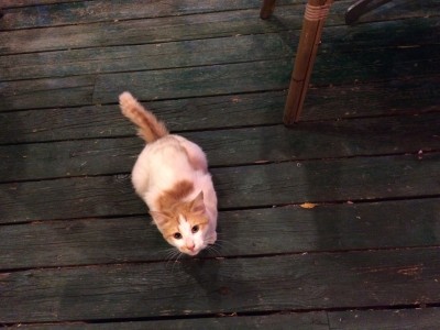 TiberiasDinnerCat2
